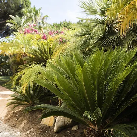 Caraibas - - By Hdproperties Vila